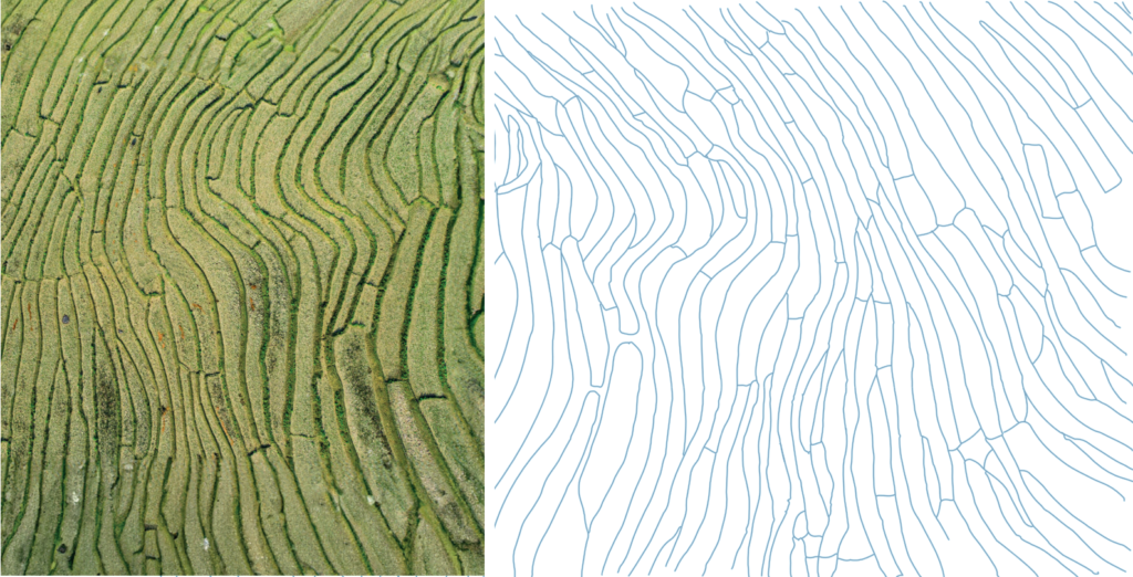 Patrón campos de arroz